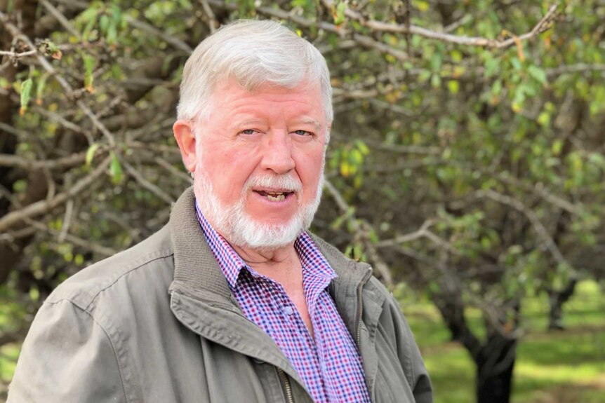 a man with white hair and white beard, wearing a jacket over a checked shirt stand in a bright green orchard of green almond tre
