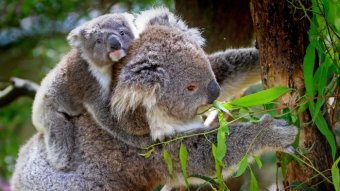 Koala and baby