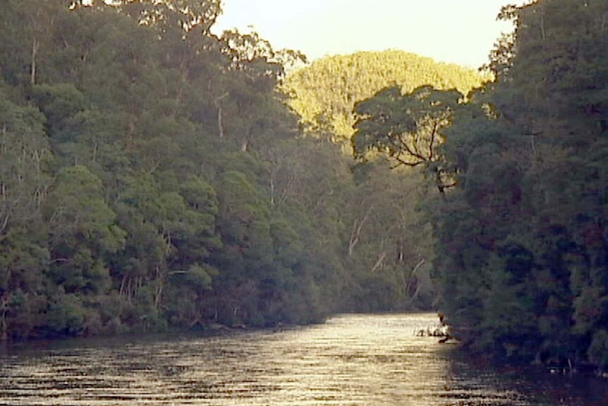 A river runs through the Tarkine rainforest