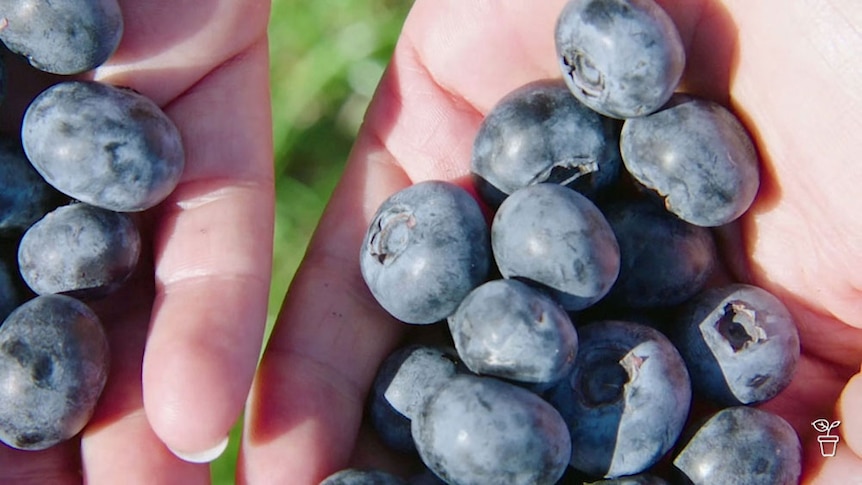 A person holding a bunch of blueberries.