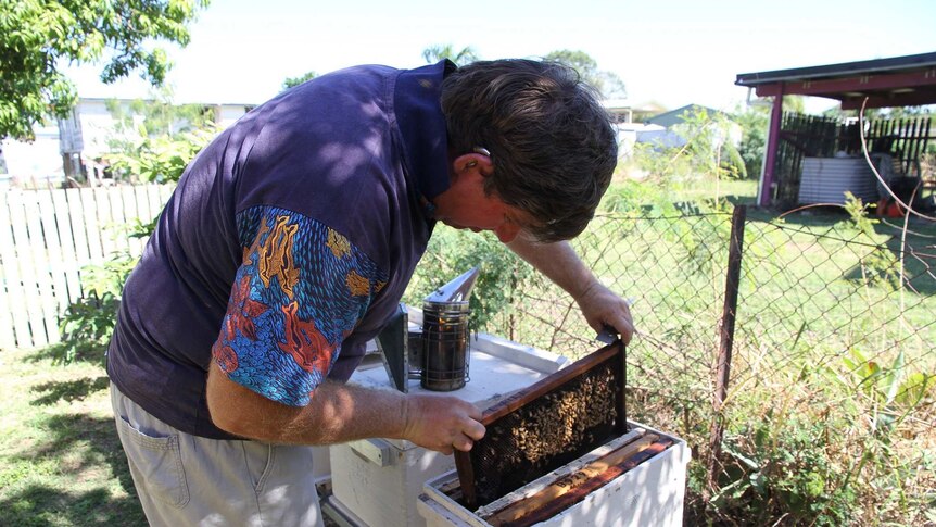 Rockhampton apiarist Steven Black checks lifts a comb from a hive