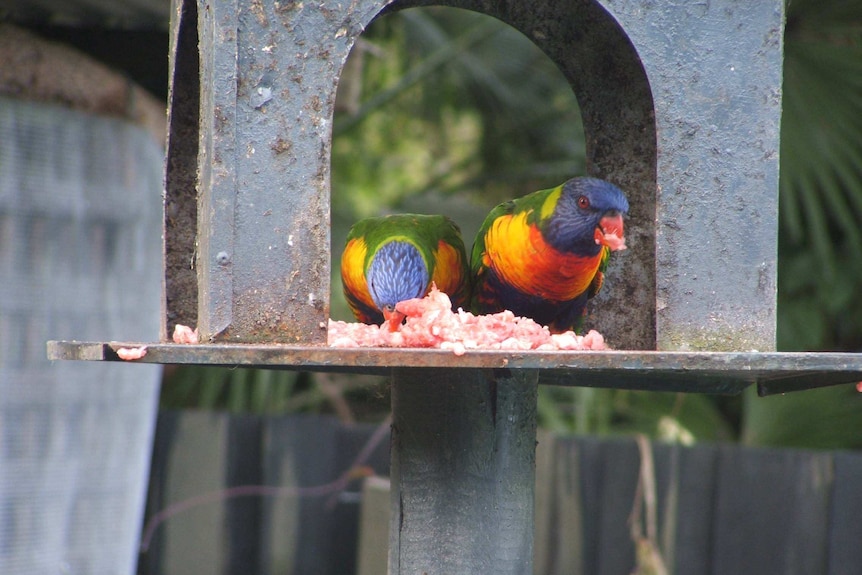 lorikeet eating meat 5