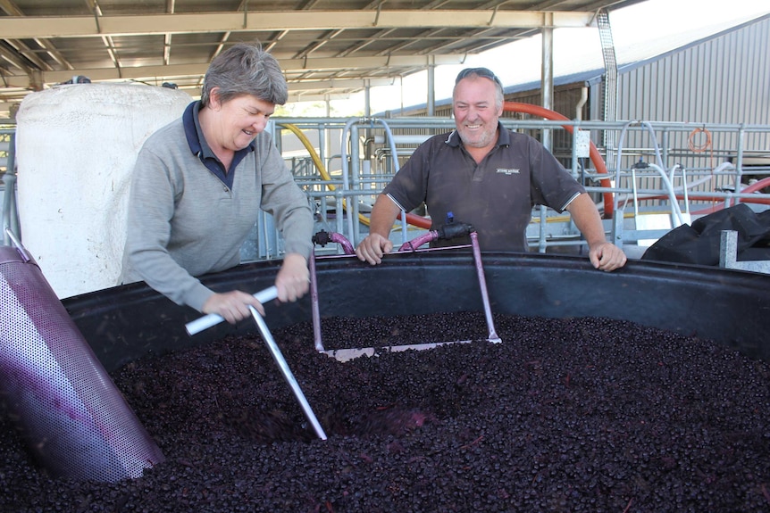 A woman and a man check red grapes in a fermentation tub
