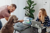 A woman and a man presenting an image on a laptop to a large dog, which is sat at a desk in an office
