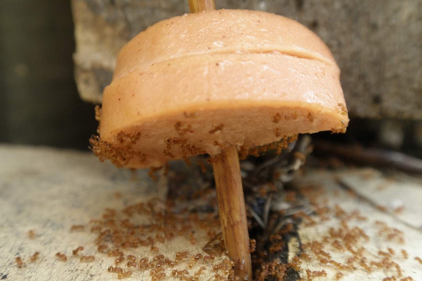 A close-up of a skewered skinless sausage covered in electric ants.