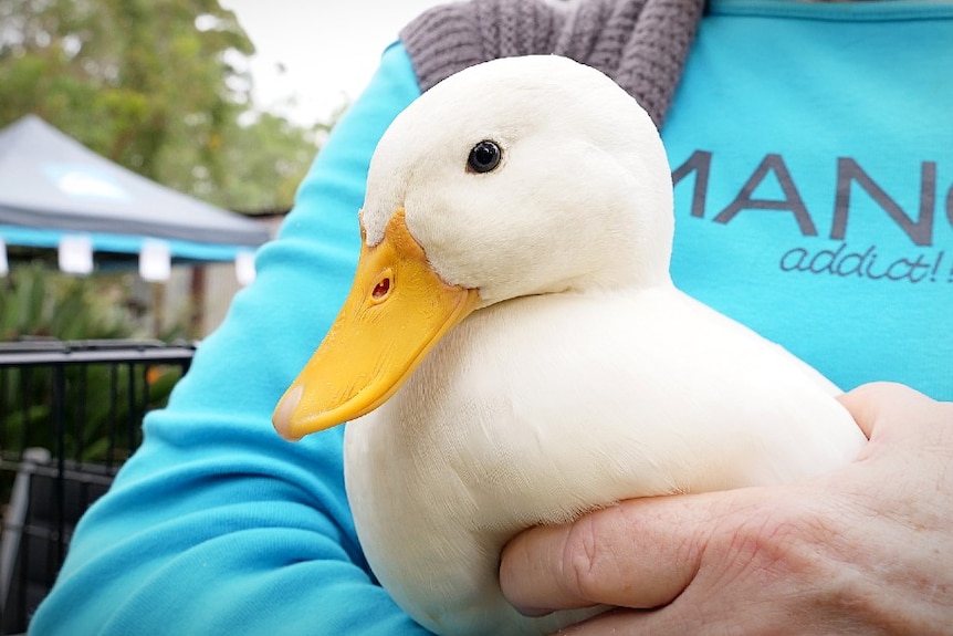 A white duck held in a woman's arms