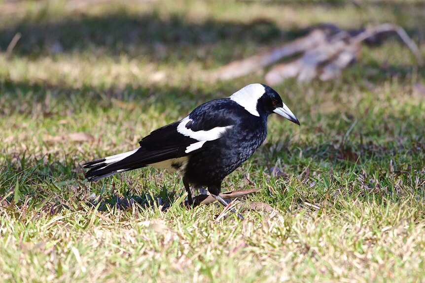 When walking across the grass Magpies turn their head from side to side listening for the prey beneath the surface.