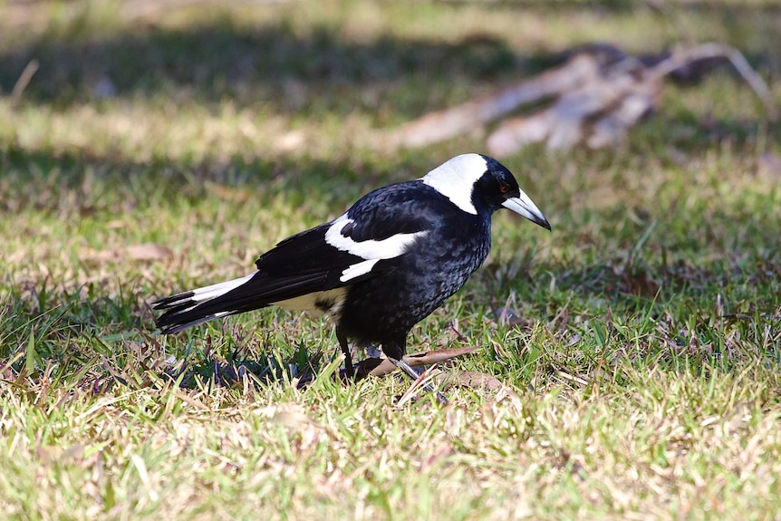 When walking across the grass Magpies turn their head from side to side listening for the prey beneath the surface.