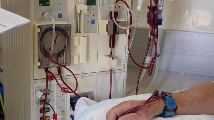 A dialysis machine is needled into an arm. The machine features a turning dial and a network of pipes .