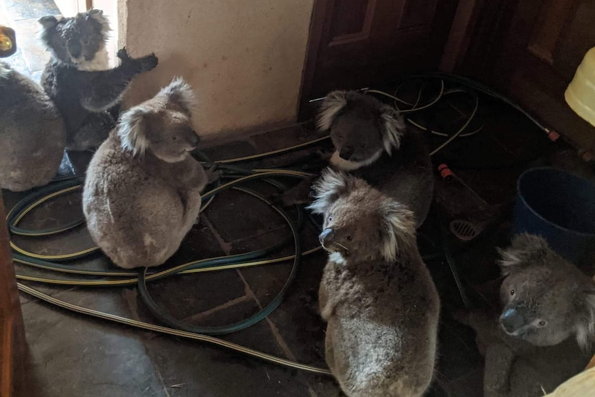 Six koalas inside a house on the floor with hoses