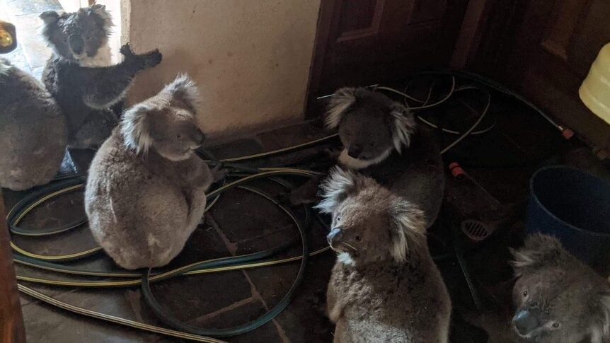Six koalas inside a house on the floor with hoses