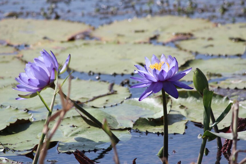 purple lillies and lily pads close up 