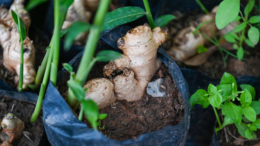Ginger in a grow bag