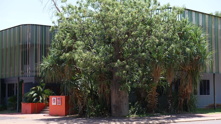 A building with a boab tree in front of it