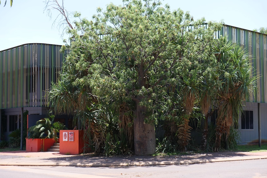 A building with a boab tree in front of it