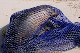 The sea lion was entangled in a net