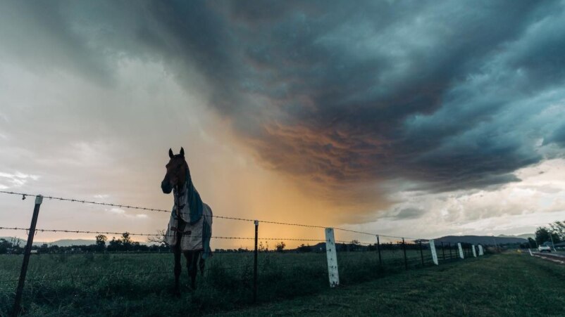A horse silhouetted in a paddock over which looms and furious thunderhead pregnant with rain.