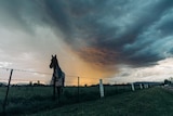 A horse silhouetted in a paddock over which looms and furious thunderhead pregnant with rain.