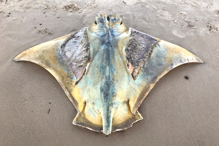 A decomposing stingray with slabs cut from its wings.