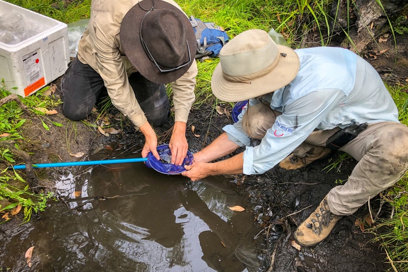 Scientists collect tadpoles from a stream