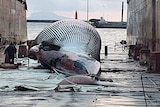 Giant whale lies in port, ropes tied around tail.