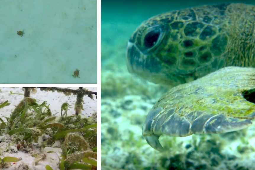 A composite image of a turtle and seagrass.