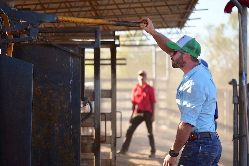 Man standing in cattle yards letting cattle through crush gate