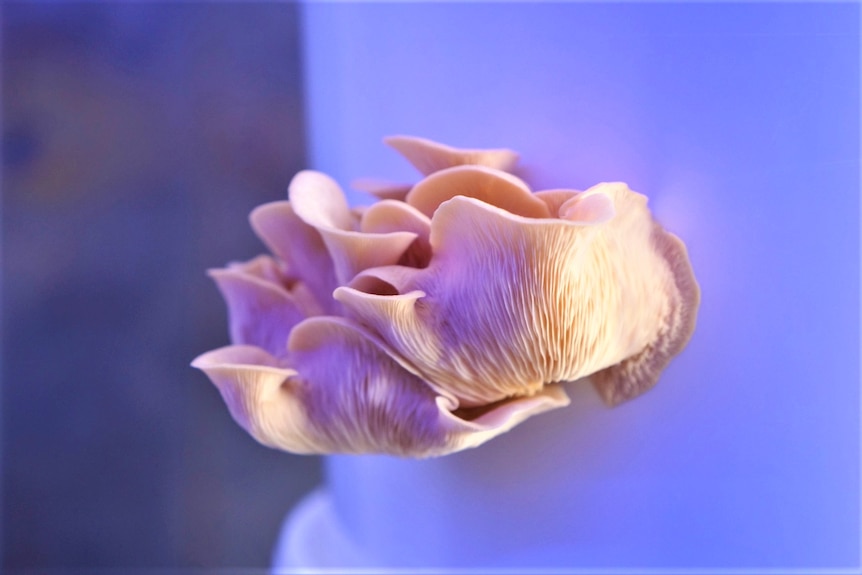 A close up view of an oyster mushroom. It's cream coloured and wavy, growing on a bucket. Illuminated with purple lights
