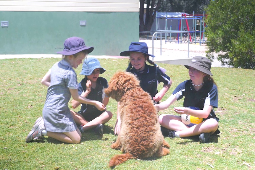 Haze dog facing four girls in hats and blue school uniforms sitting on the lawn, girls looking at him to pat him