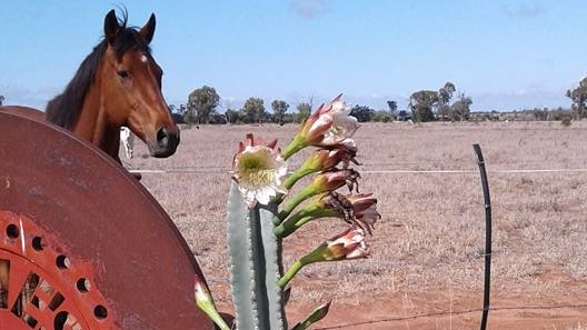 Cactus blooms pink and white flowers and has brown horse and rusty sign next to it.