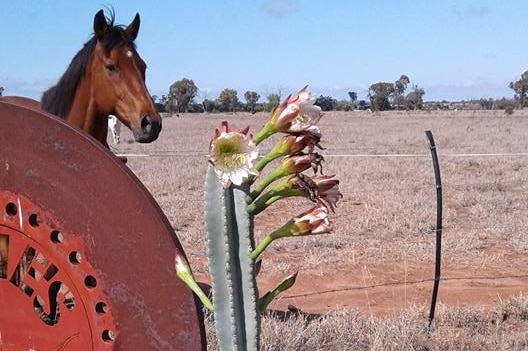 Cactus blooms pink and white flowers and has brown horse and rusty sign next to it.