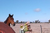 Cactus blooms pink and white flowers and has brown horse and rusty sign next to it.