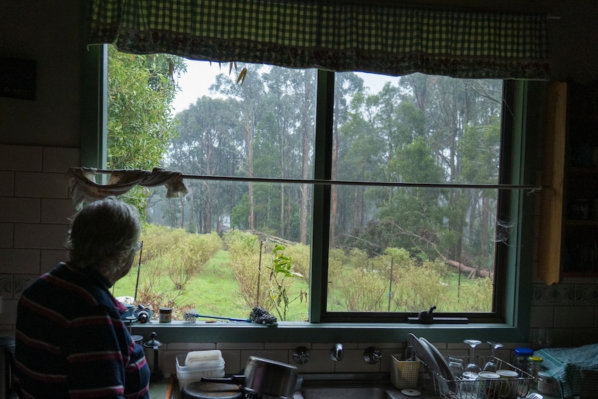 An older woman stands by a window on a rainy day, looking out towards a paddock of blueberry plants.