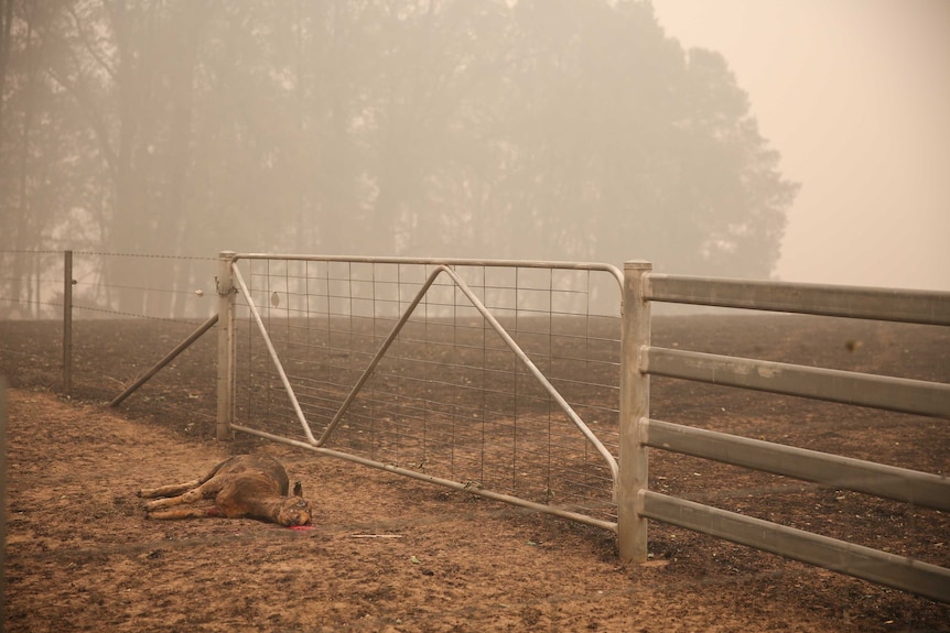 A dead sheep with blood coming from its mouth lies in a charred field