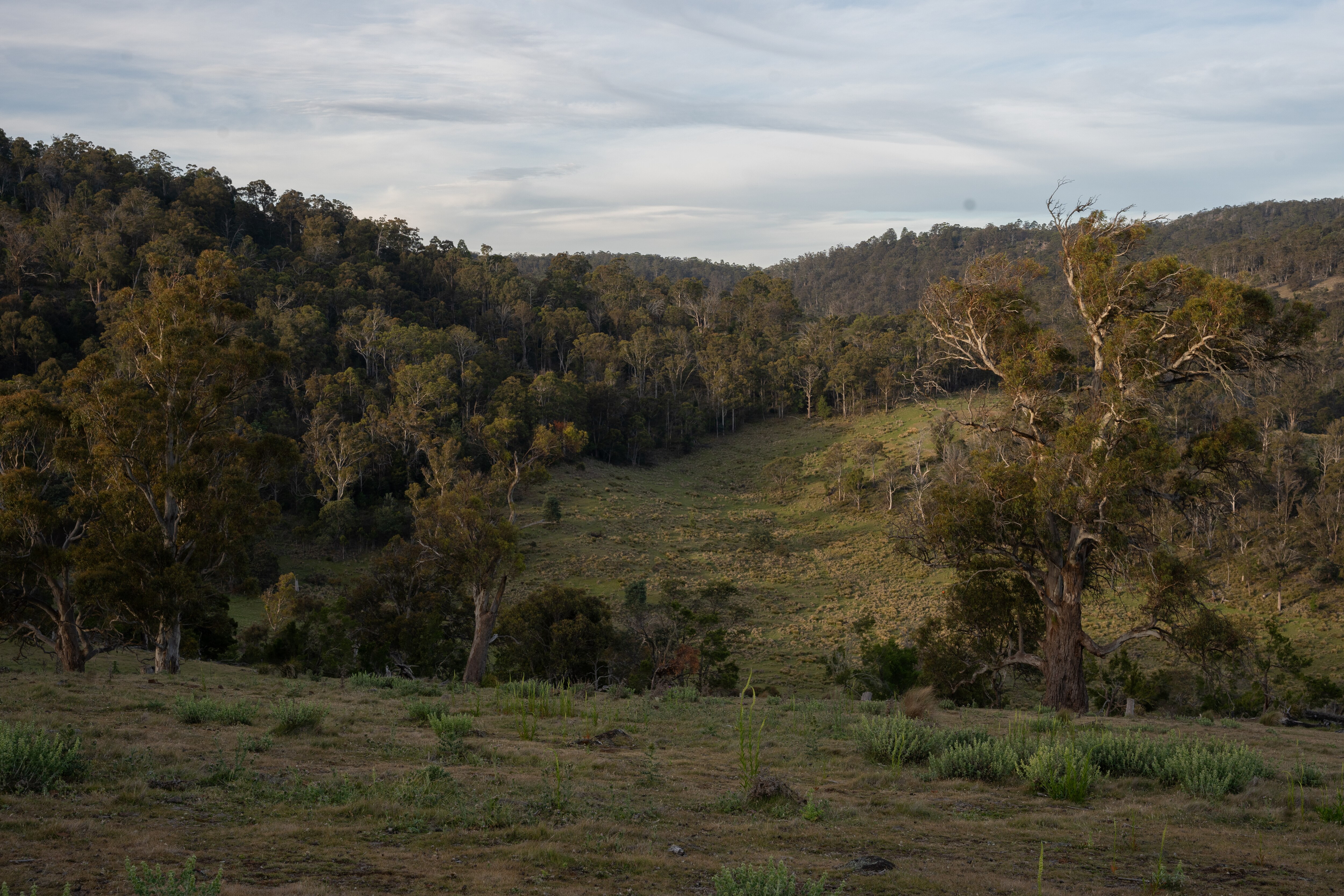Landscape of Australian native trees at sunset.