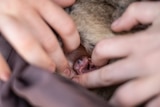 A baby bettong is seen in its mothers pouch 
