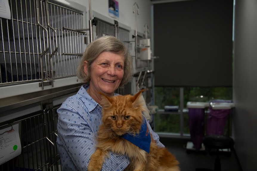 A mature aged woman holds a large ginger mancoon cat in a vet clinic. 