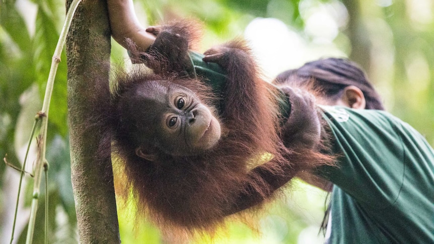 An Orangutan holds onto a carers arm at the Borneo Forest School.