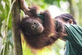 An Orangutan holds onto a carers arm at the Borneo Forest School.
