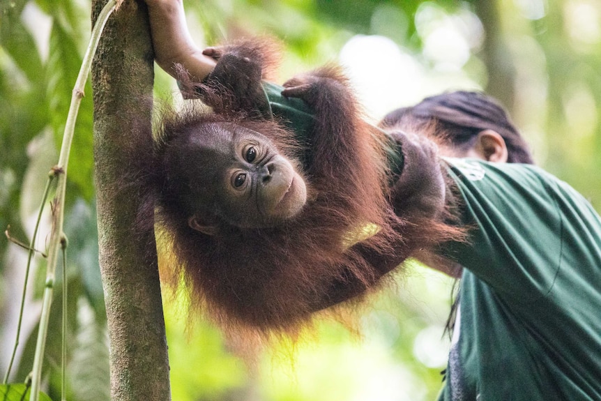 An Orangutan holds onto a carers arm at the Borneo Forest School.