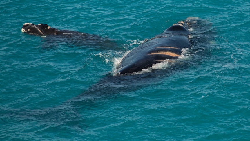 Whales filmed by Sea Shepherd in the Great Australian Bight