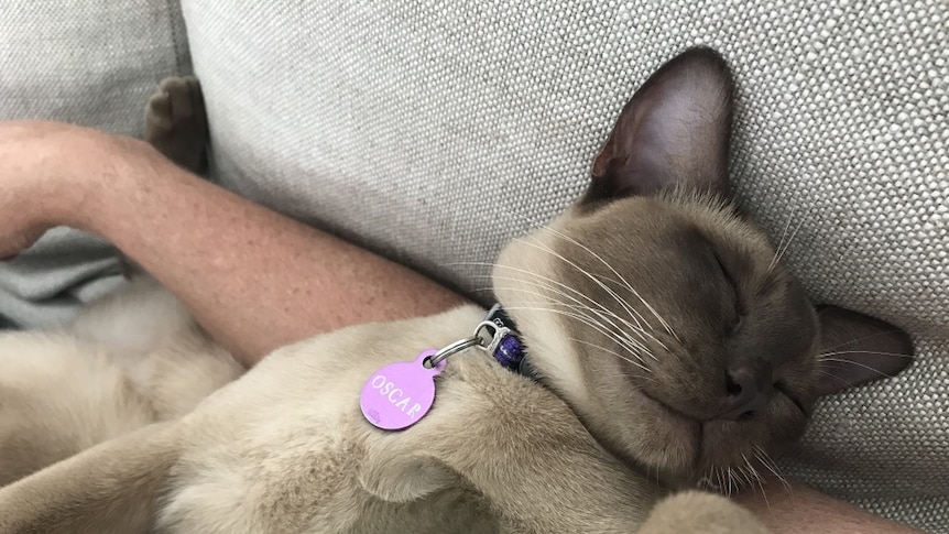 A cat sleeping on a couch.