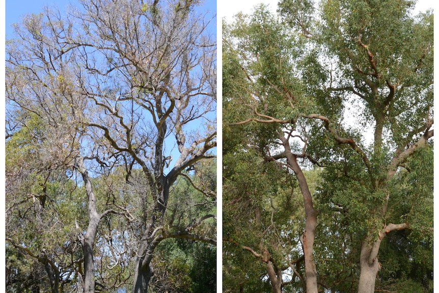 A composite image of a tree before and after treatment