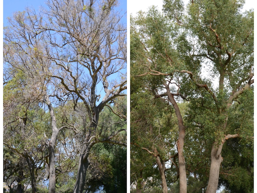 A composite image of a tree before and after treatment