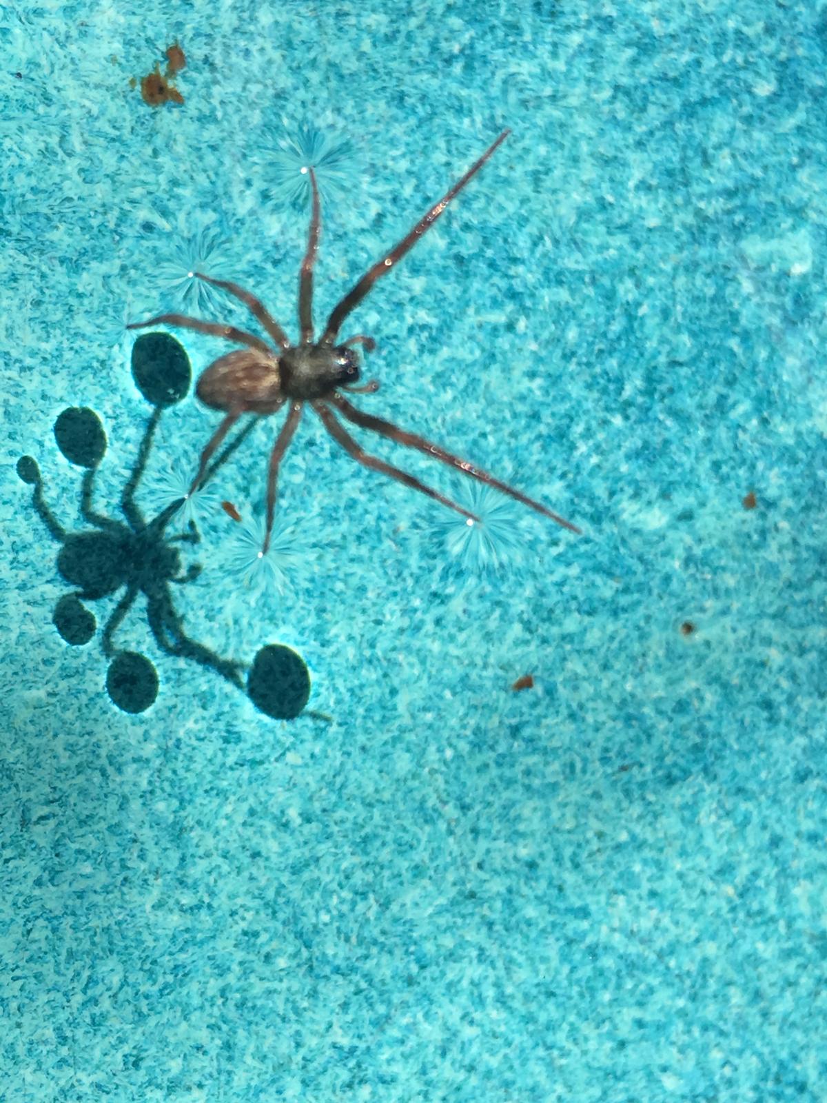 A spider walking on water. It's shadow has dark circles on each foot. 