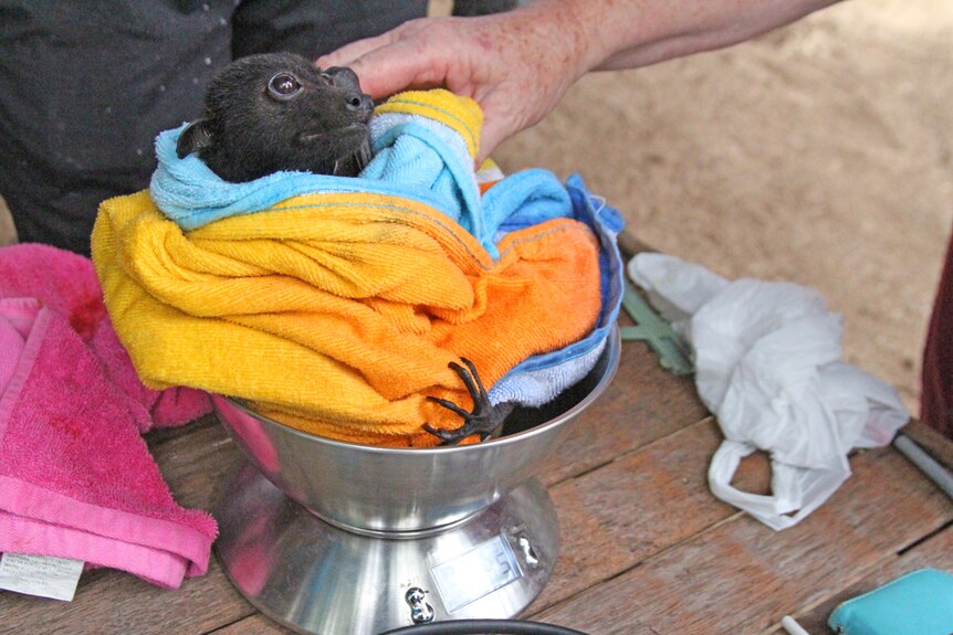 A black flying fox being weighed