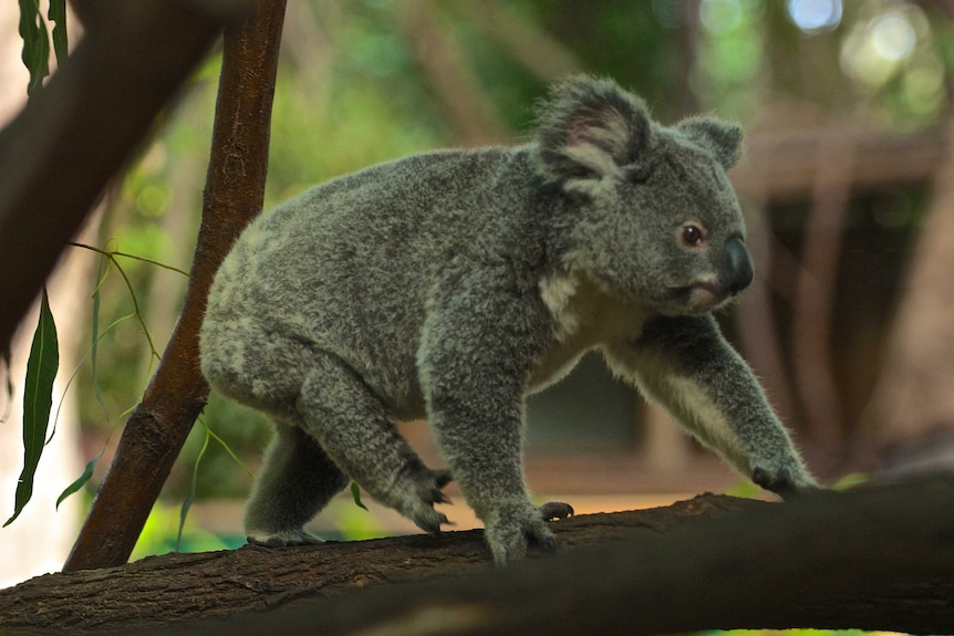 A koala walks along a branch in gloomy light.