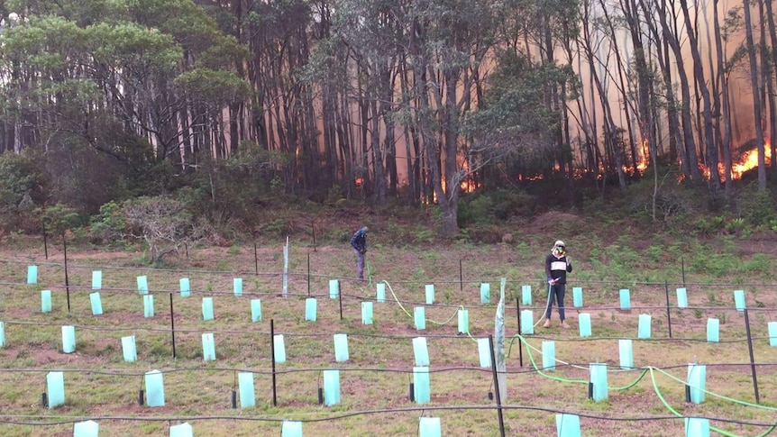 Mongarlowe residents attempt to fend off flames from Tim Wimborne's pepper farm