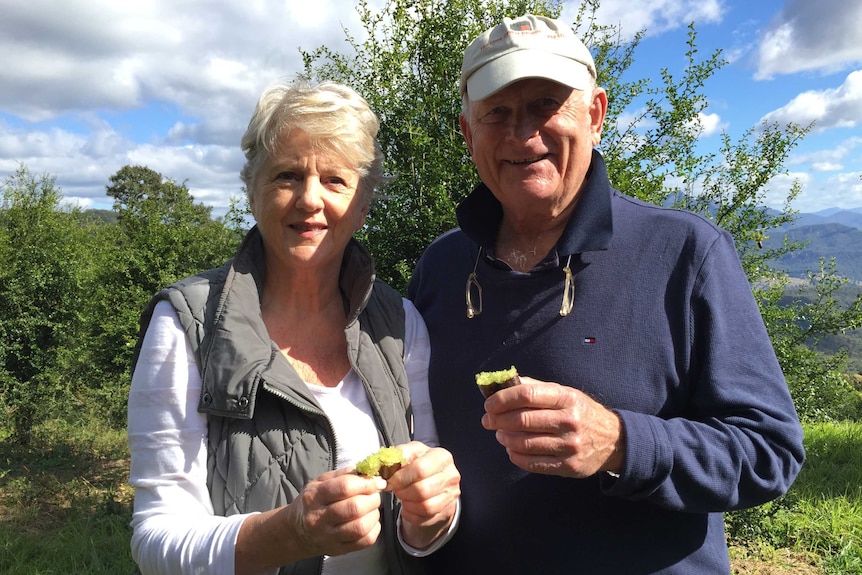 Margie and Ian Douglas hold opened finger limes at their orchard in Rathdowney in Queensland.