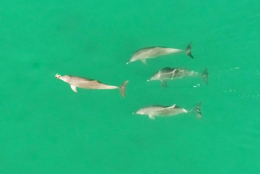 An aerial photo of four dolphins swimming in greenish water